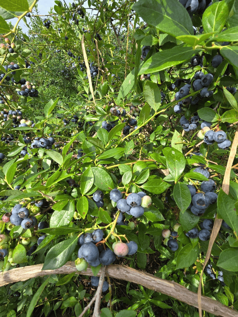 Blueberry bushes with ripe and unripe berries in a lush, sunny garden.