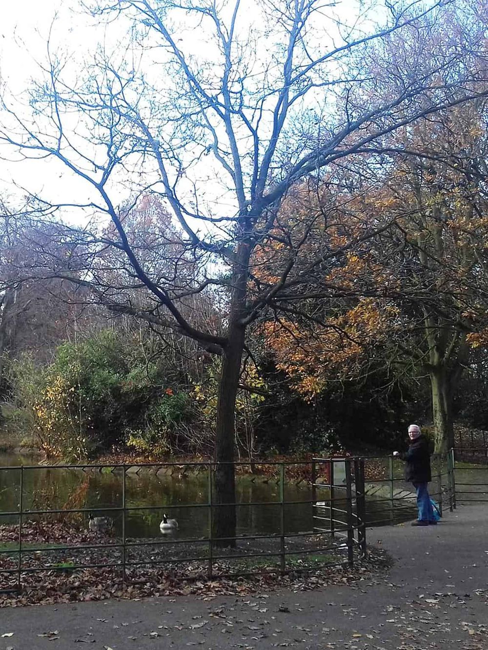 Tranquil park scene with trees, pond, and a person fishing, highlighting outdoor activities and nature exploration.