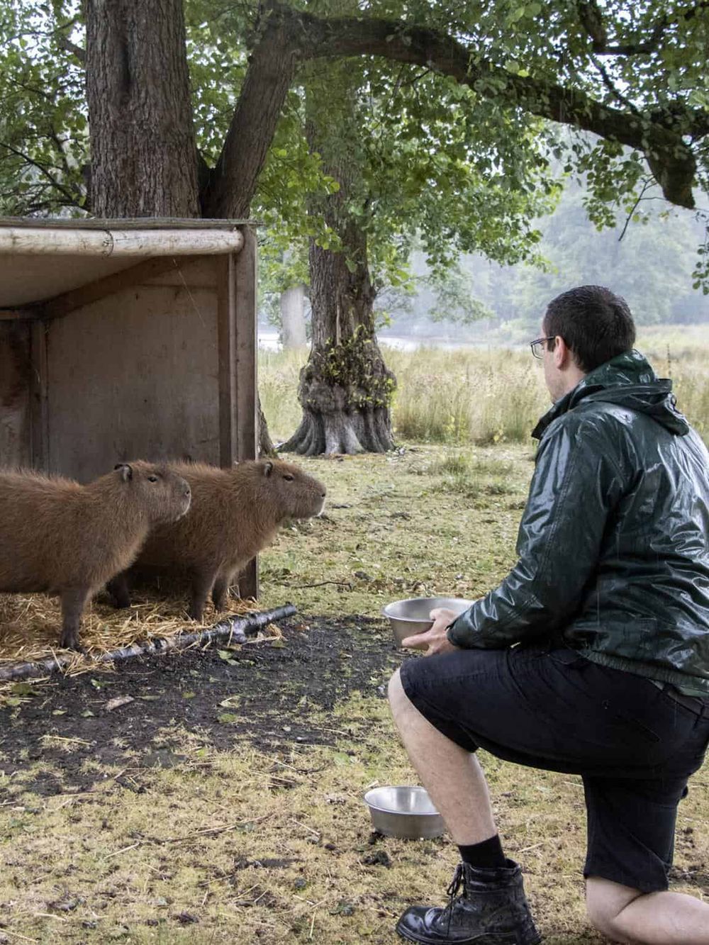 Man feeding capybaras in a park with lush green trees, wildlife interaction, and outdoor animal experience.