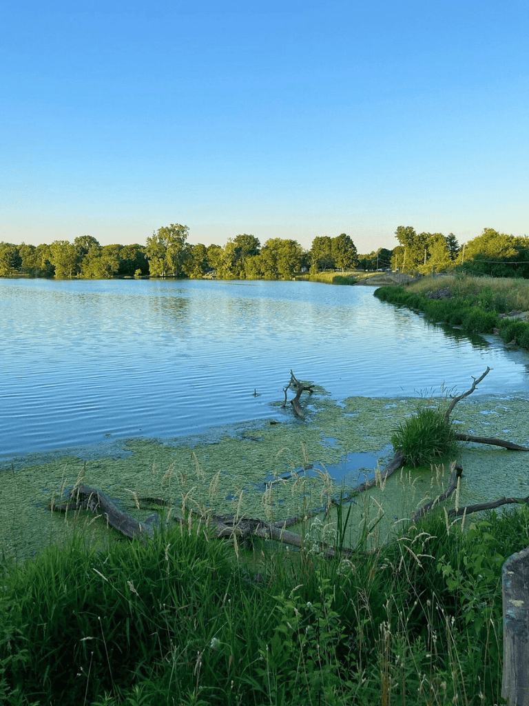 Serene lake view with lush green trees and clear blue sky in the background.
