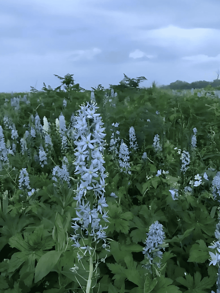 White wildflowers in a lush green field under cloudy sky, scenic nature landscape.