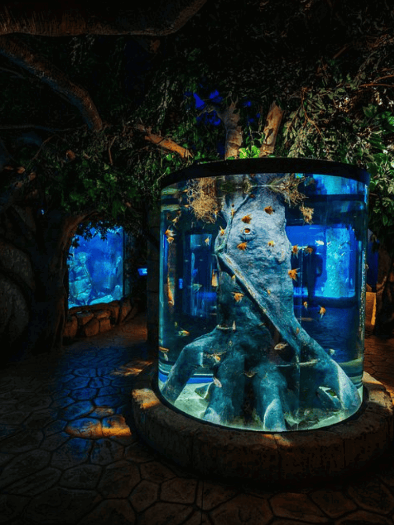 Underwater-themed aquarium showcasing aquatic life in a glass tank with tropical plants and rocks.