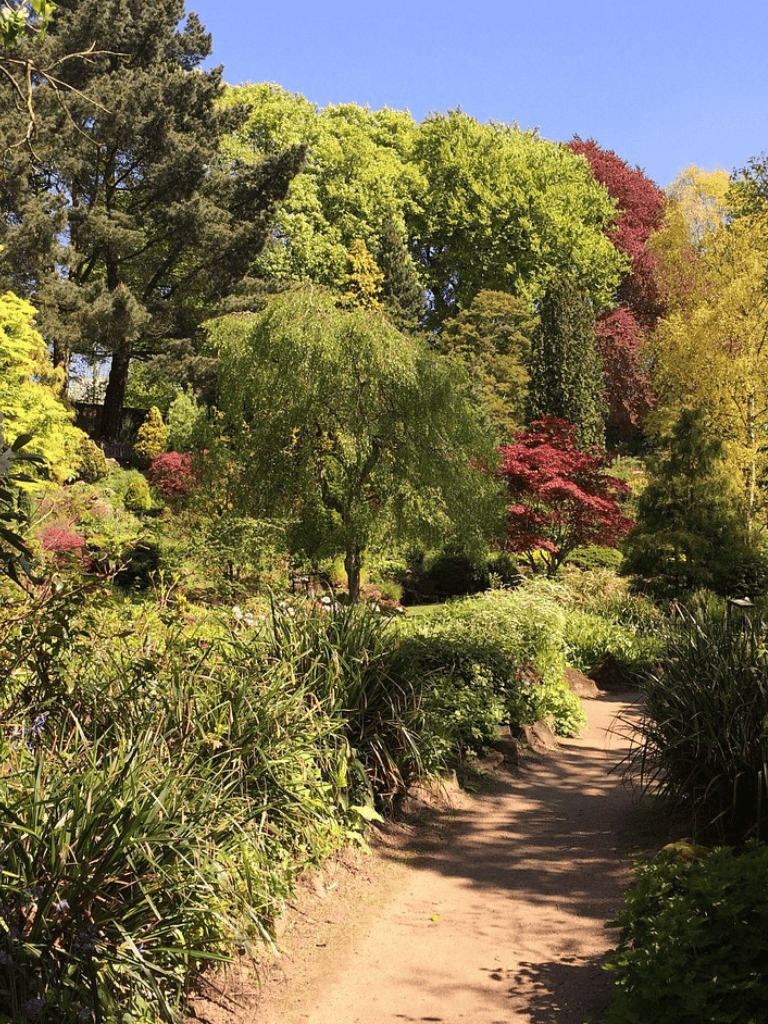 Vibrant lush garden with colorful trees and a winding dirt path, perfect for nature walks and outdoor exploration.