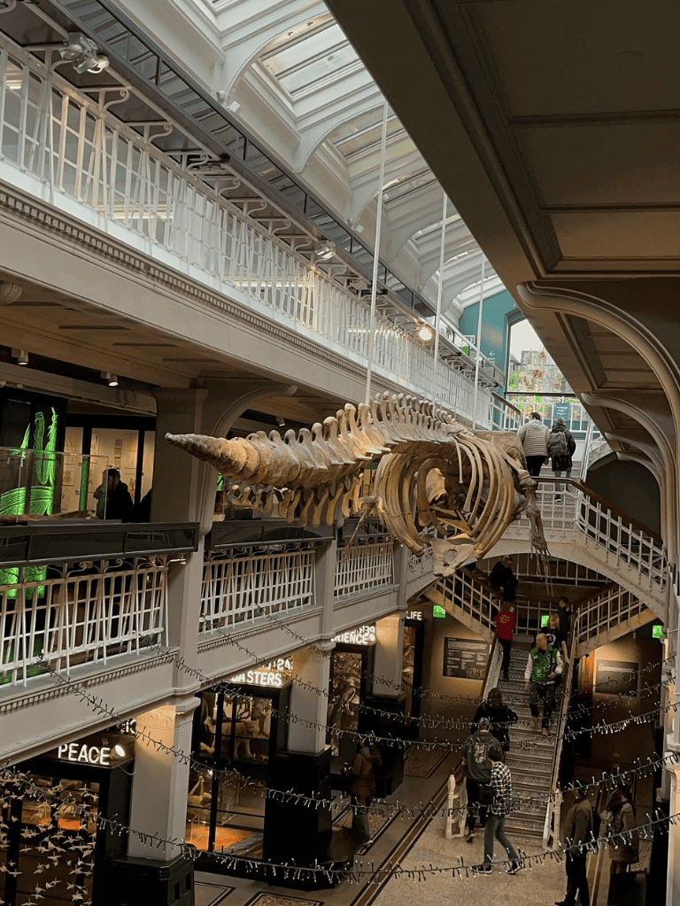 Fossilized whale skeleton hanging inside a multi-level shopping mall.