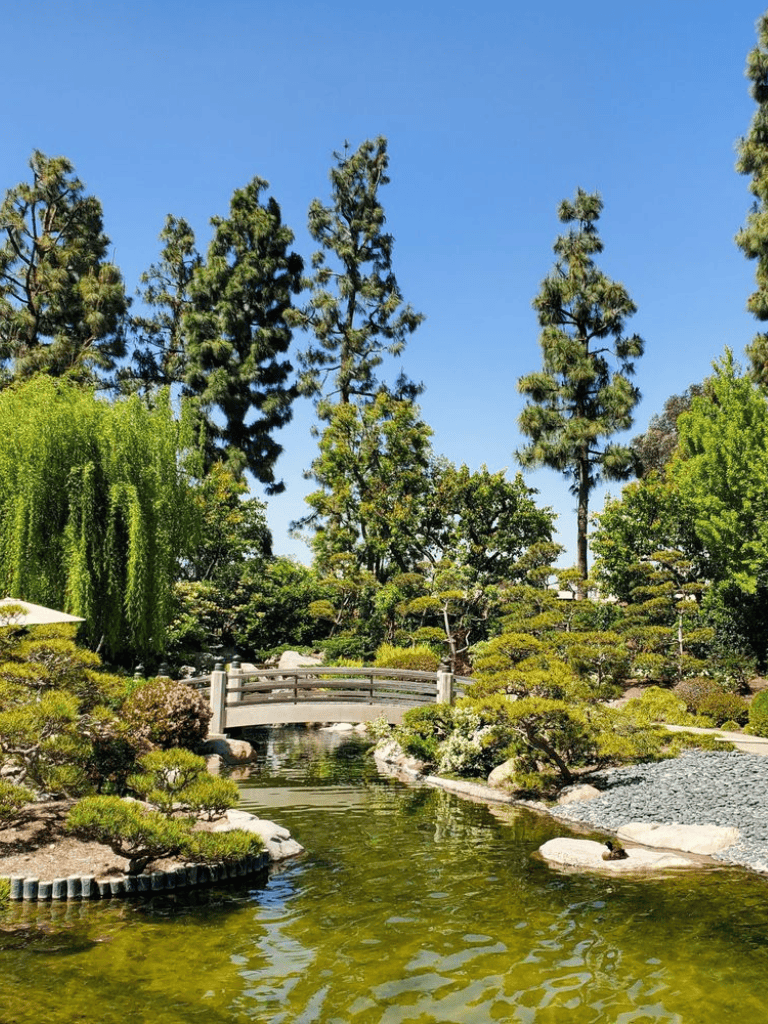 Serene Japanese garden with pond, bridge, and lush greenery under clear blue sky.
