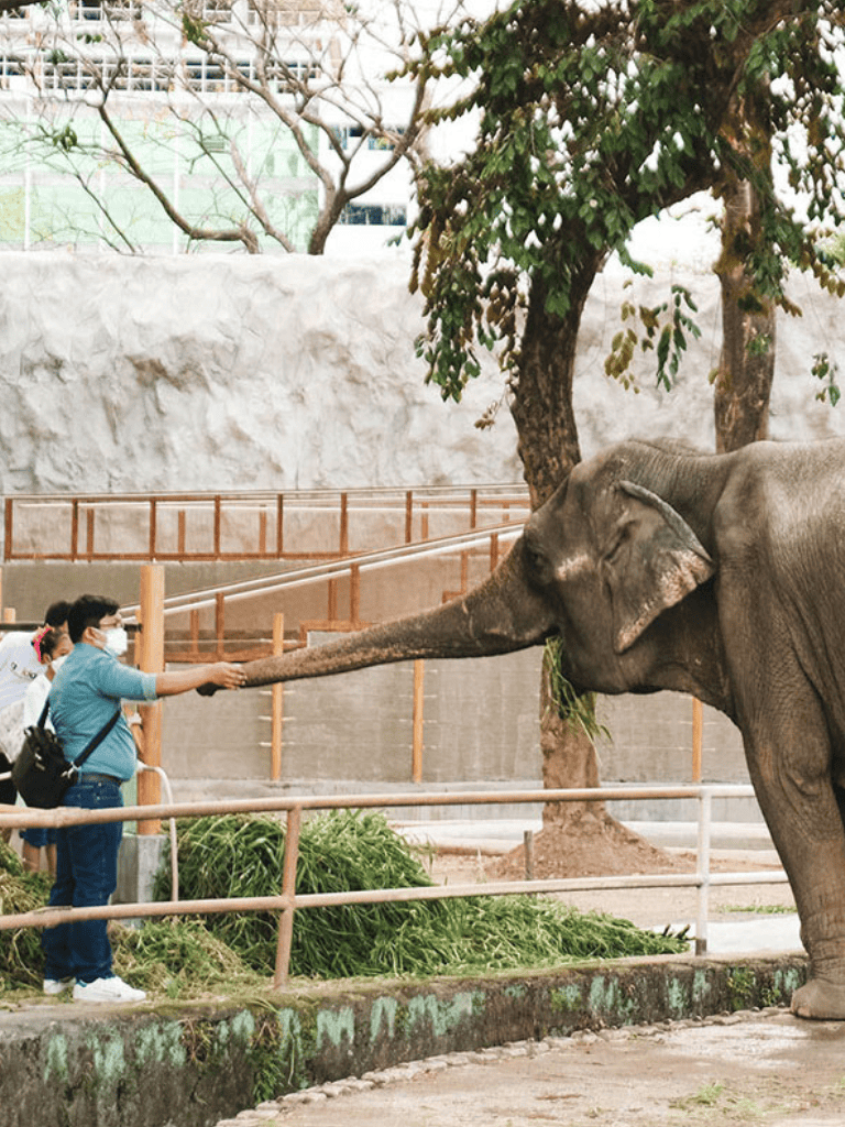 Elephant at zoo interacting with visitors, wildlife encounter, animal experience, animal conservation, Quest for Directions visit.