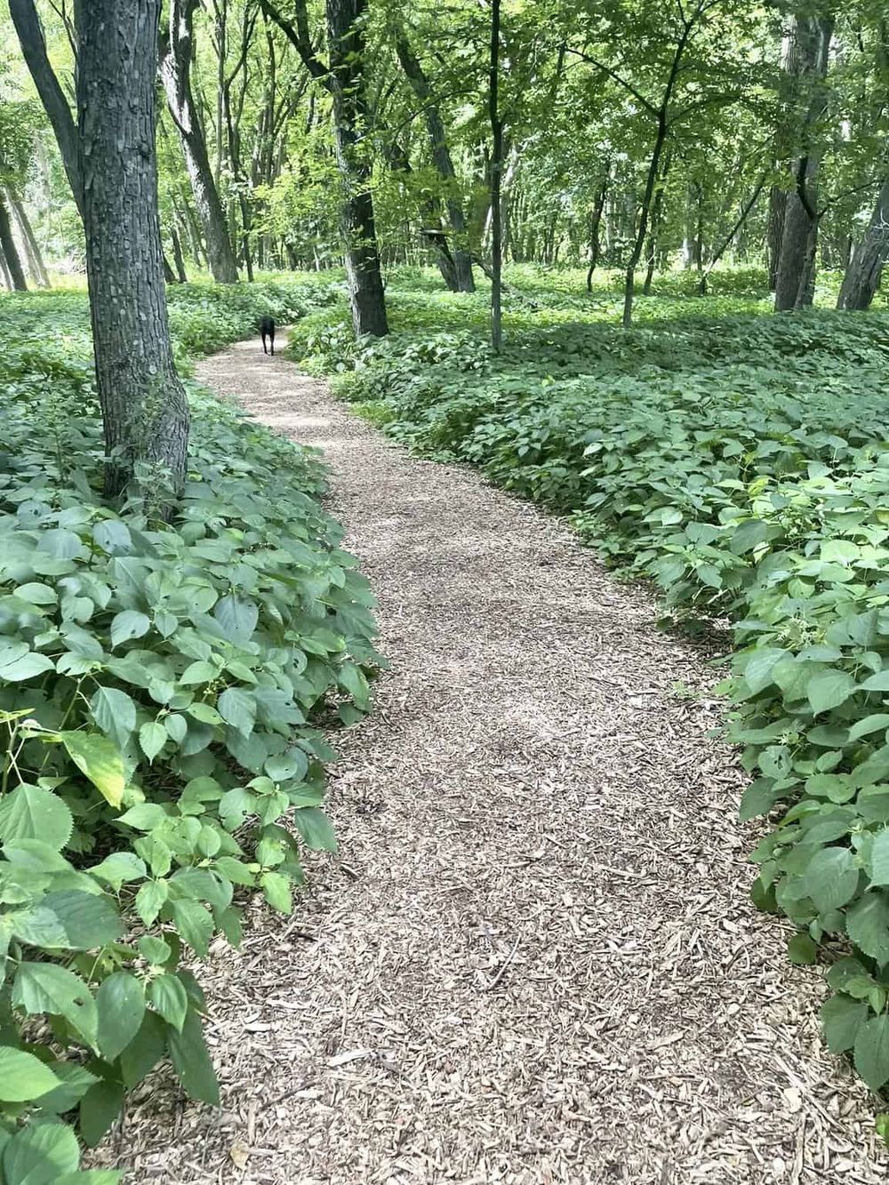 Serene forest trail surrounded by lush green foliage, ideal for outdoor adventure and nature exploration.