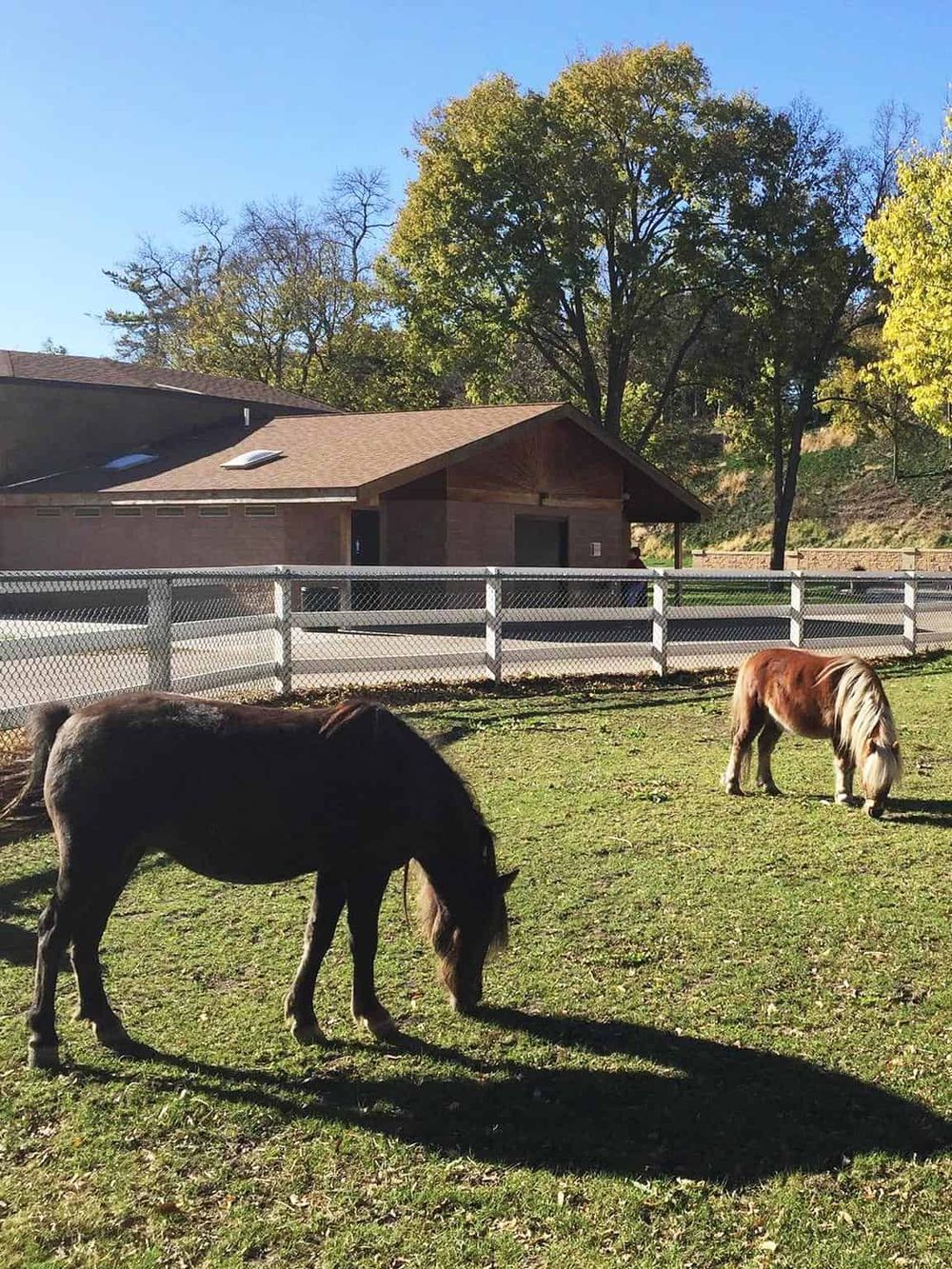 Horses grazing in a peaceful outdoor paddock with a wooden building and trees in the background.