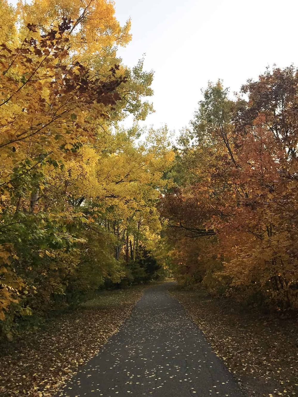Bright autumn forest trail with colorful fall foliage, perfect for fall outdoor activities and nature walks.