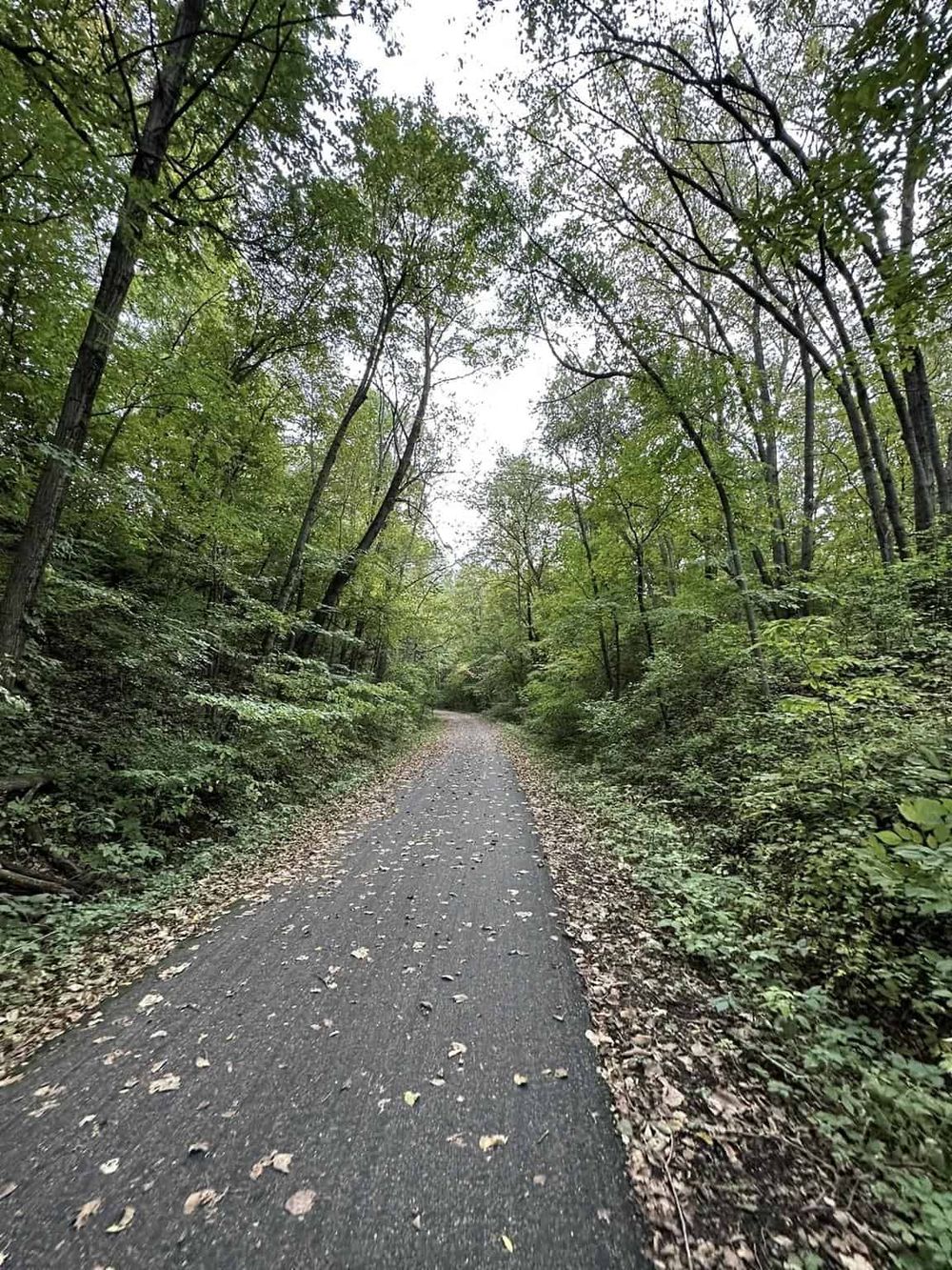 Serene forest trail with lush green foliage, perfect for outdoor adventures and nature walks.