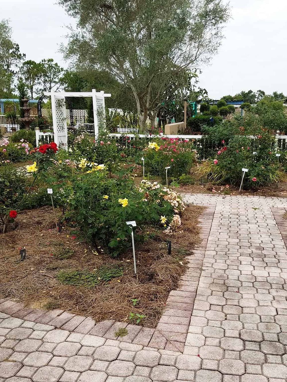 Colorful rose garden at QuestForDirections with paved walkways and garden labels.