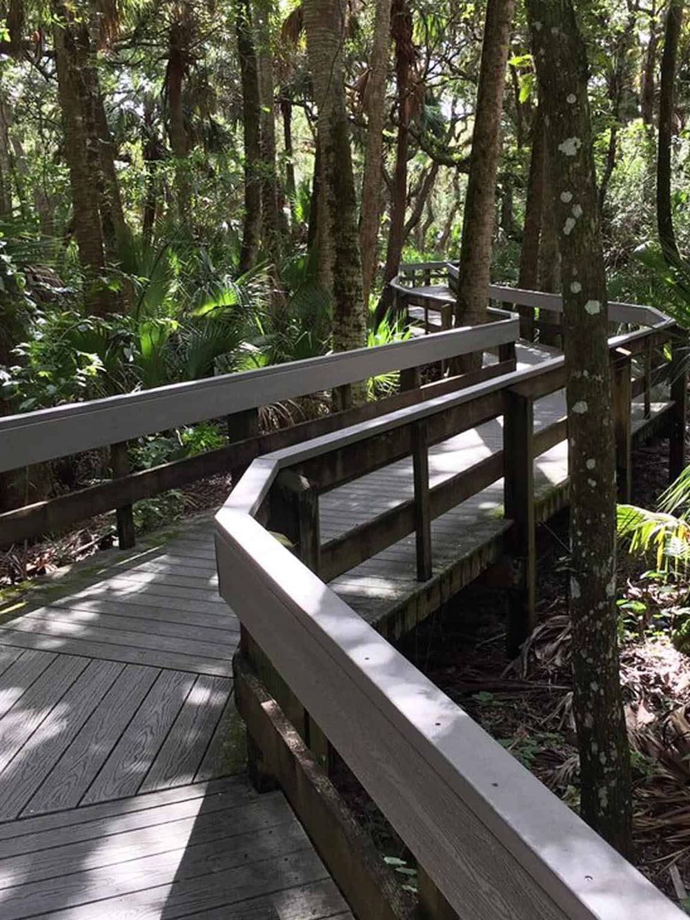 Serene wooden boardwalk through lush rainforest for nature walks and eco-tourism.