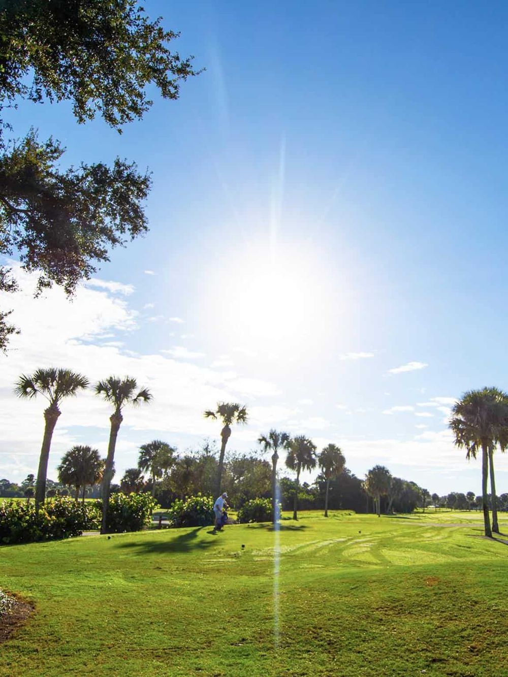 Bright sunny day at a golf course with palm trees and lush green grass, perfect for outdoor recreation and leisure.