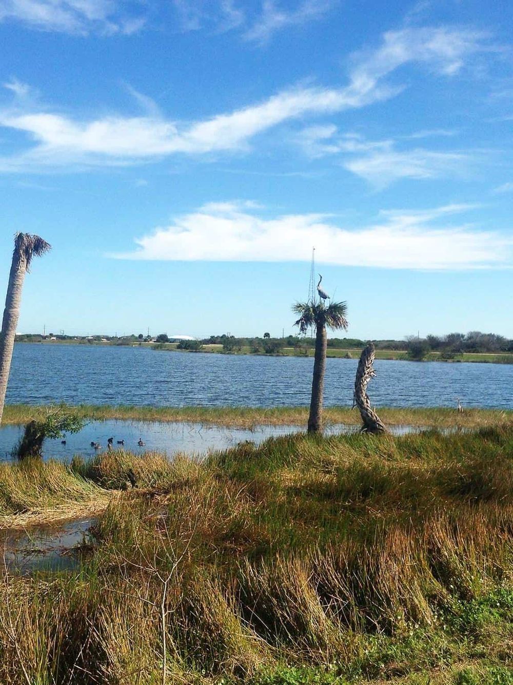 Serene lake landscape with palm trees, marsh grasses, and a heron, perfect for outdoor adventure and nature exploration.