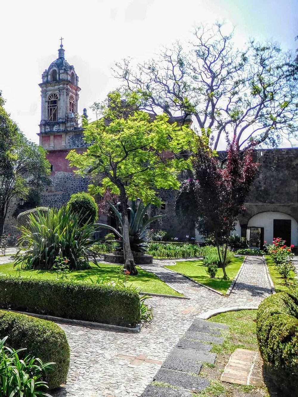 Hidden courtyard garden with vibrant plants and historic church tower, offering peaceful outdoor escape in Mexico.