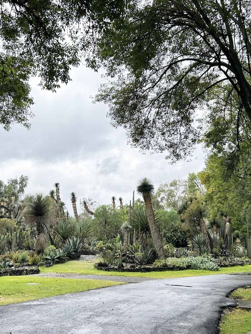 Lush desert garden with tall, spiky succulents and trees on overcast day.