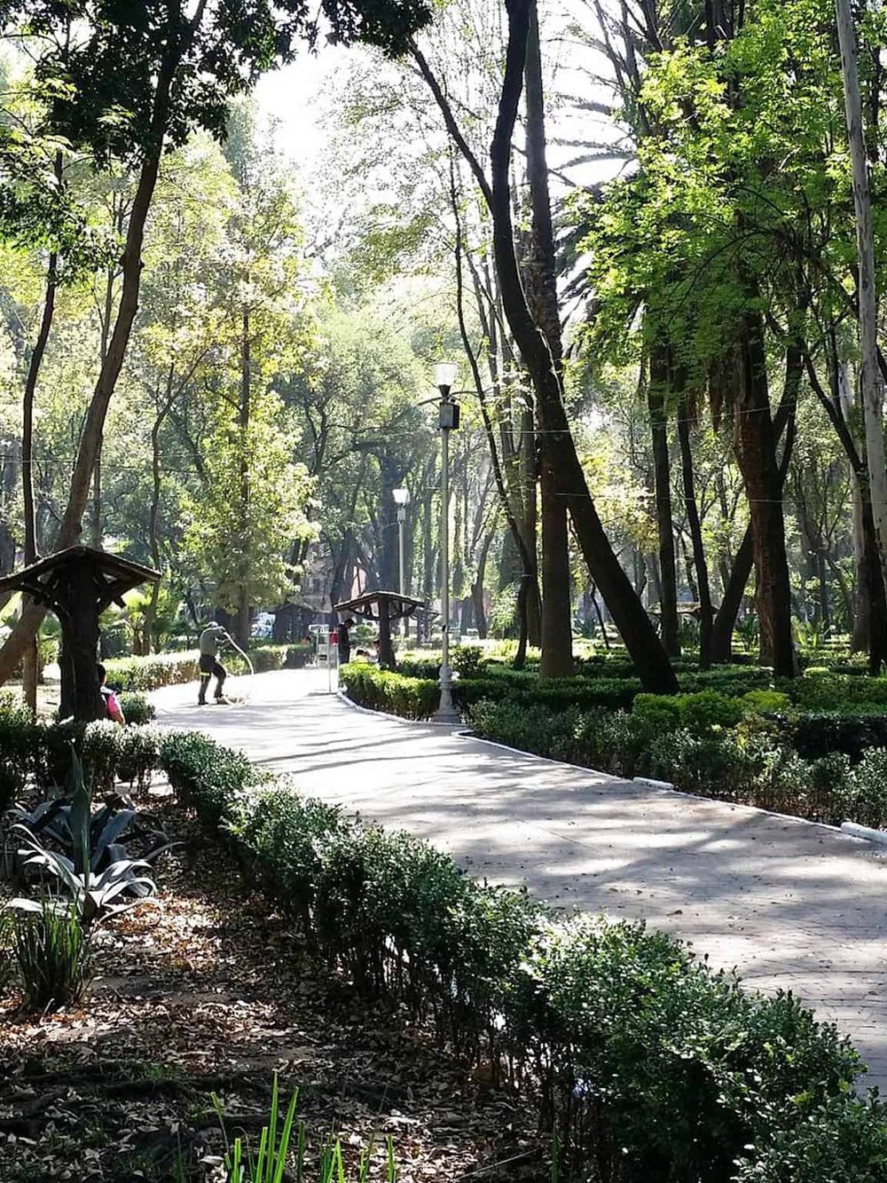 Serene park pathway with lush green trees and sunlight filtering through, ideal for walking and relaxation.