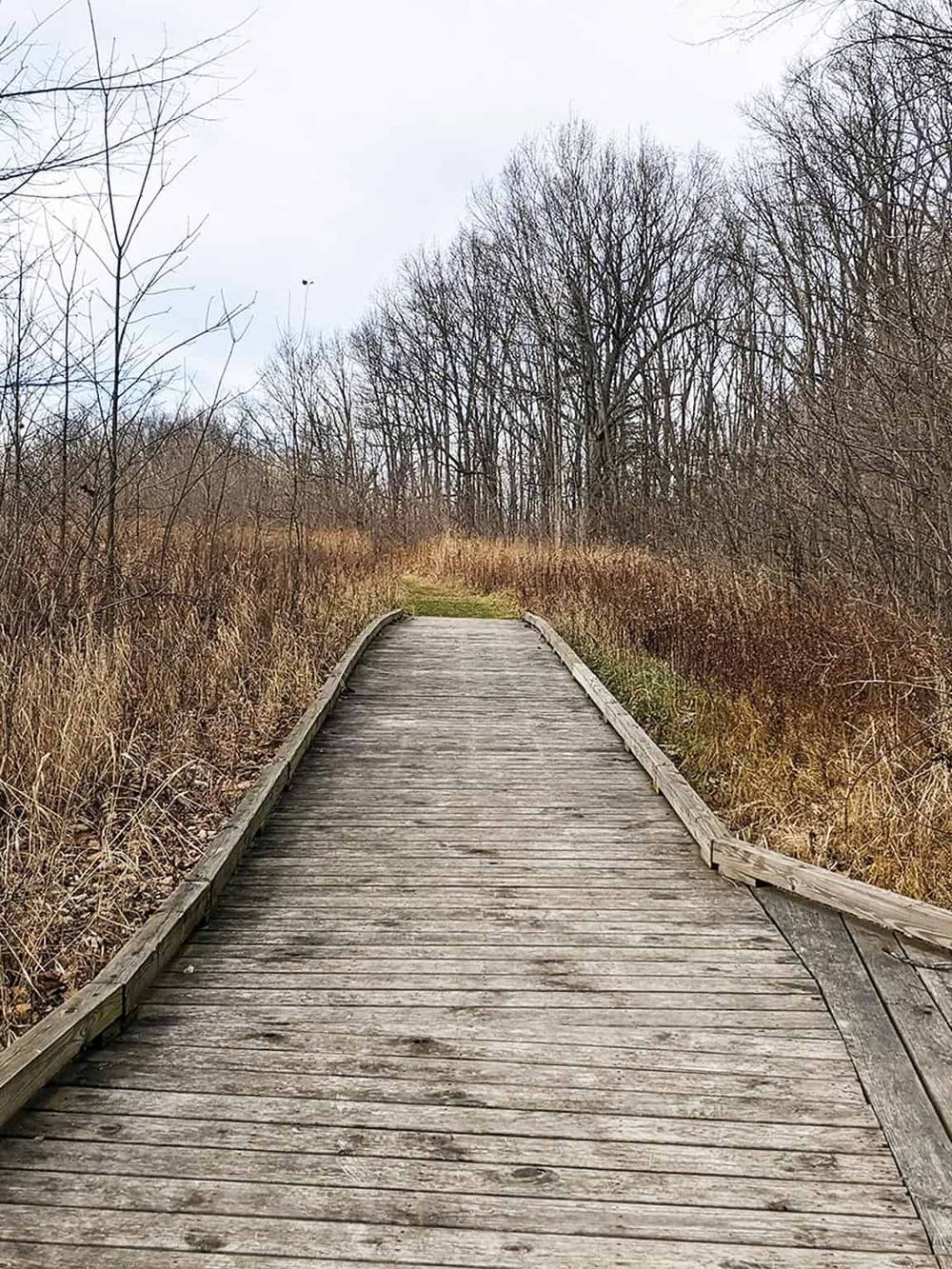 Wooden trail path surrounded by bare trees and shrubbery, ideal for nature-focused travel and hiking.