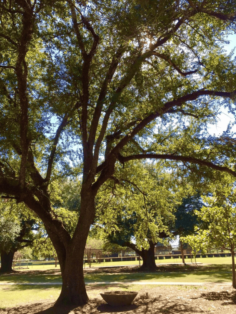 Vivid tree with sprawling branches and lush green leaves in a sunny park setting.
