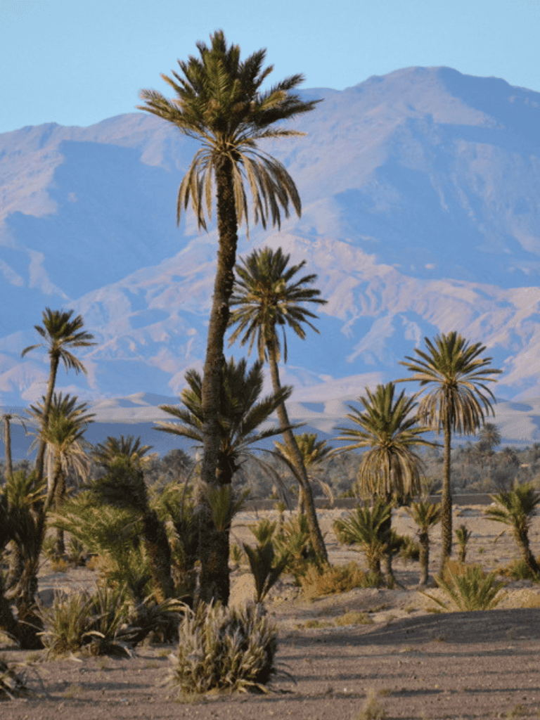 Tall palm trees in desert landscape with mountain backdrop in California.