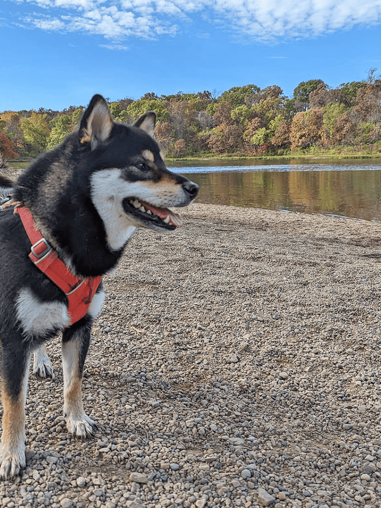 Shiba Inu dog enjoying outdoor scenic river view with trees and blue sky.