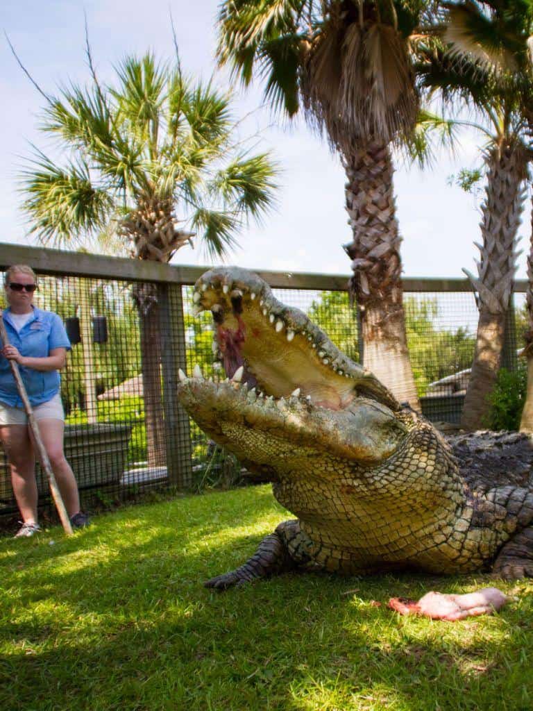 Crocodile with open mouth at Quest for Directions wildlife exhibit.
