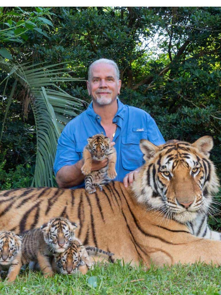 Majestic tiger and cubs with zookeeper in lush jungle setting, wildlife conservation and animal care.