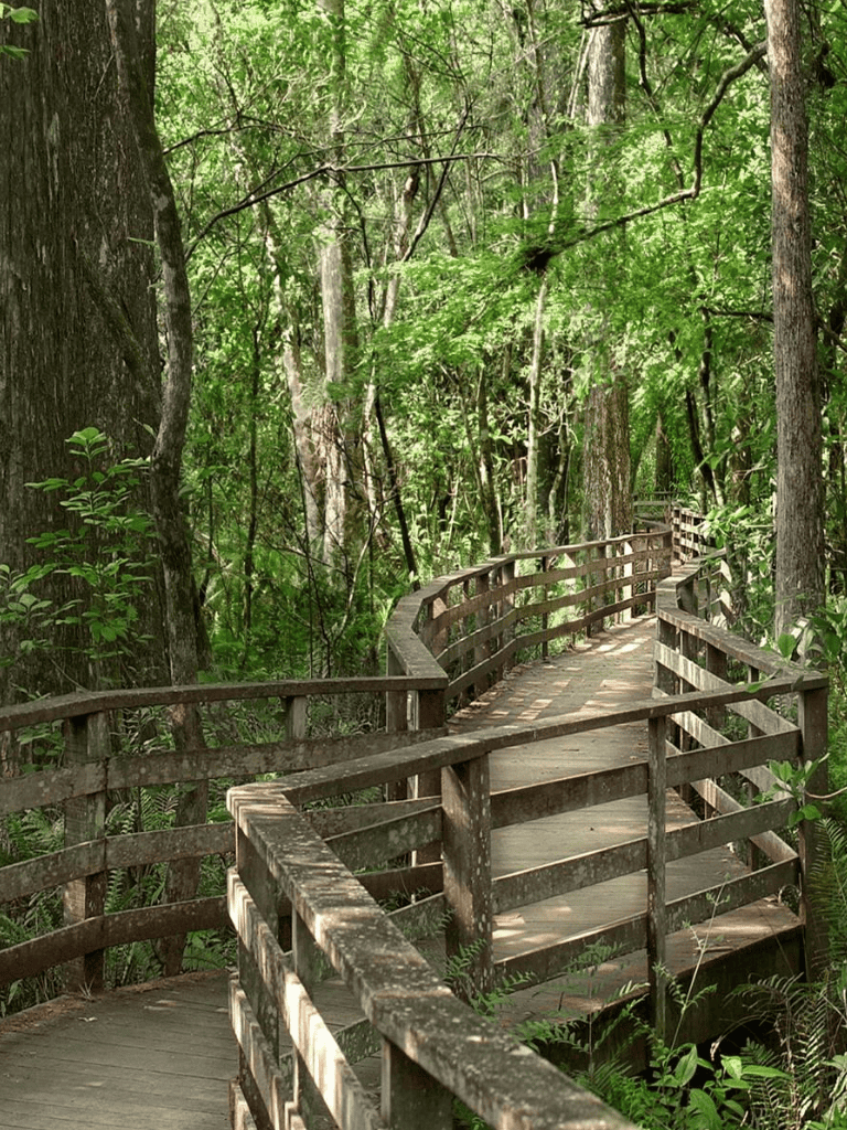 Well-maintained wooden boardwalk through lush green forest, perfect for nature walks and exploring outdoors.