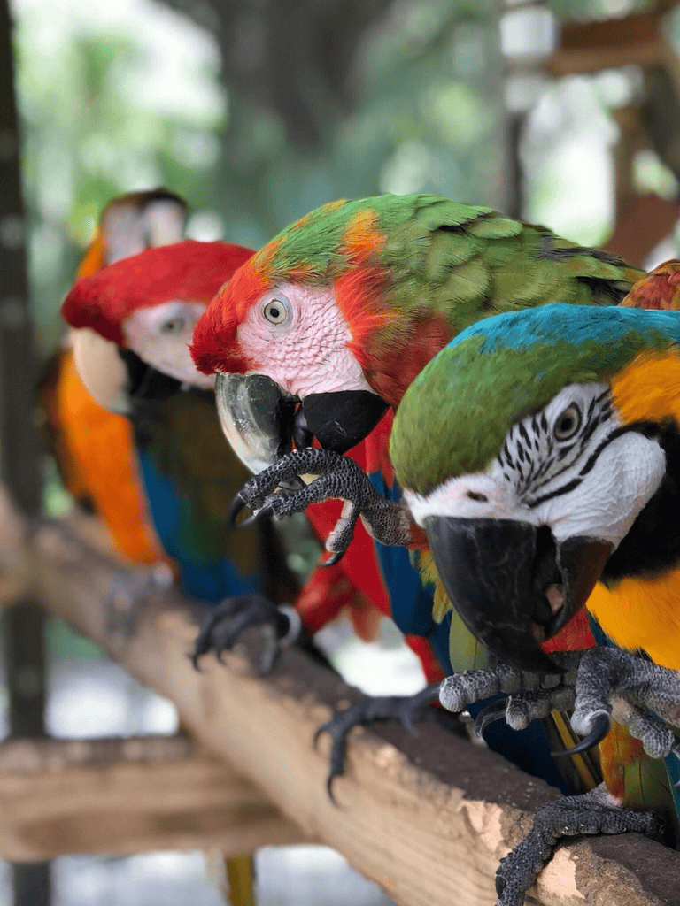 Colorful parrots on a perch at QuestForDirections wildlife sanctuary.