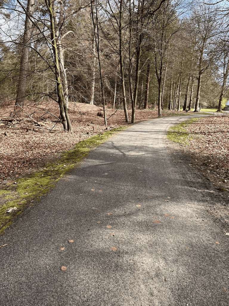 Winding forest pathway in spring with trees and moss-covered edges.
