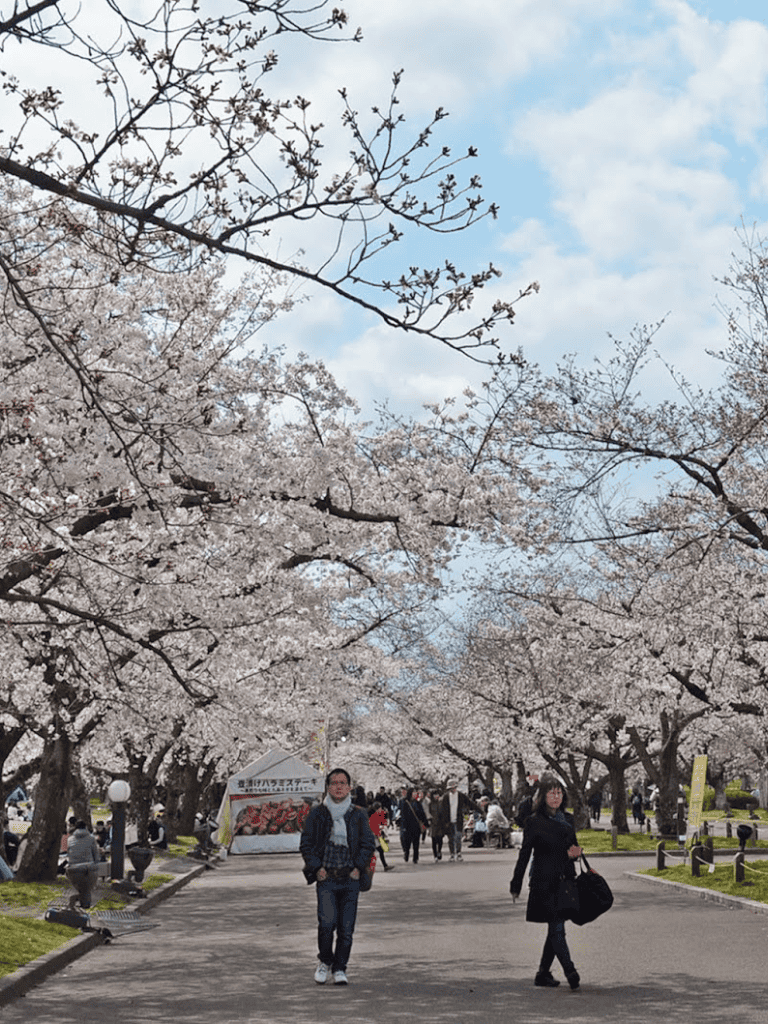 Cherry blossom park with people enjoying springtime, vibrant blooms, and scenic walking paths.