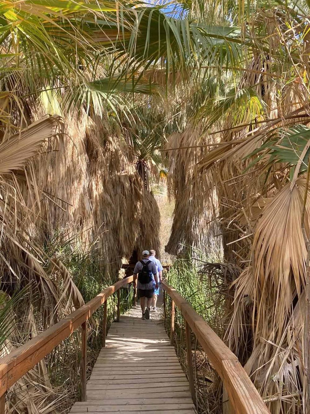 Lush tropical boardwalk through dense palm trees, ideal for nature walks and adventure trips.
