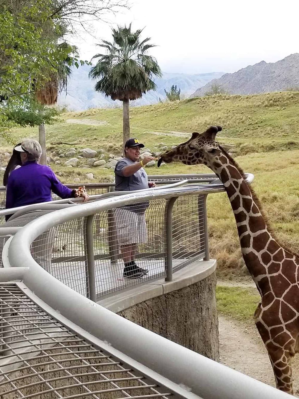 Giraffe feeding at the zoo with visitors, lush green landscape, and mountain backdrop.
