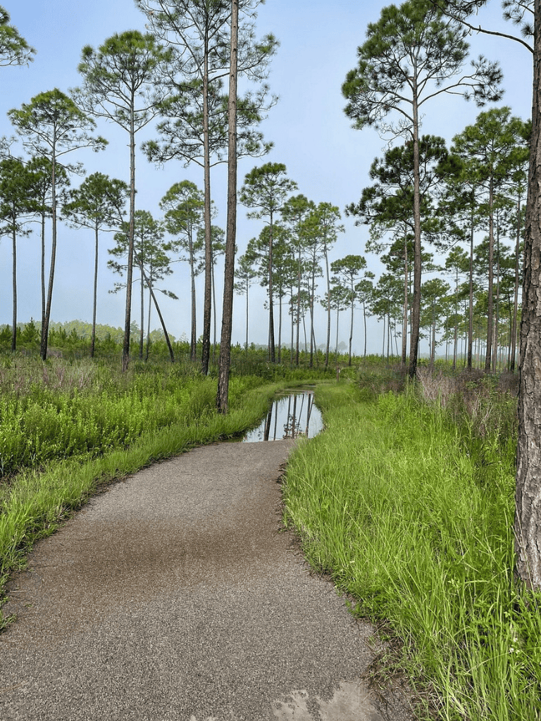 Tranquil forest trail with lush greenery and tall pine trees on QuestForDirections.