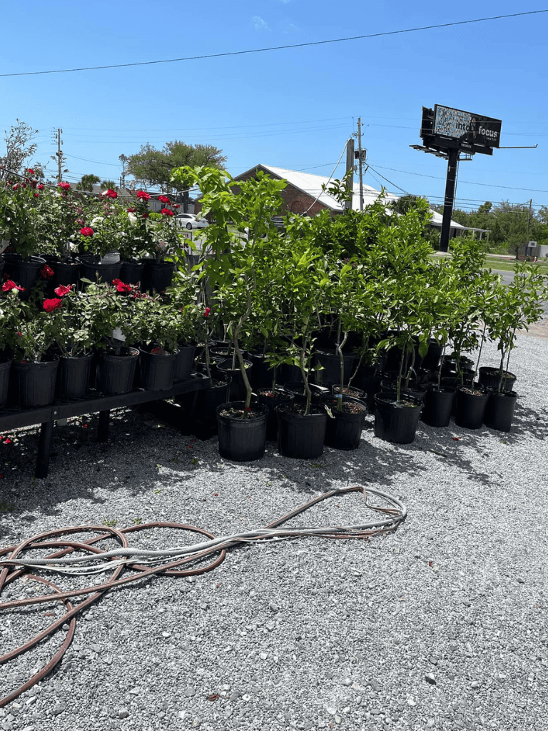 Lush green potted plants and blooming flowers outside a gardening shop.