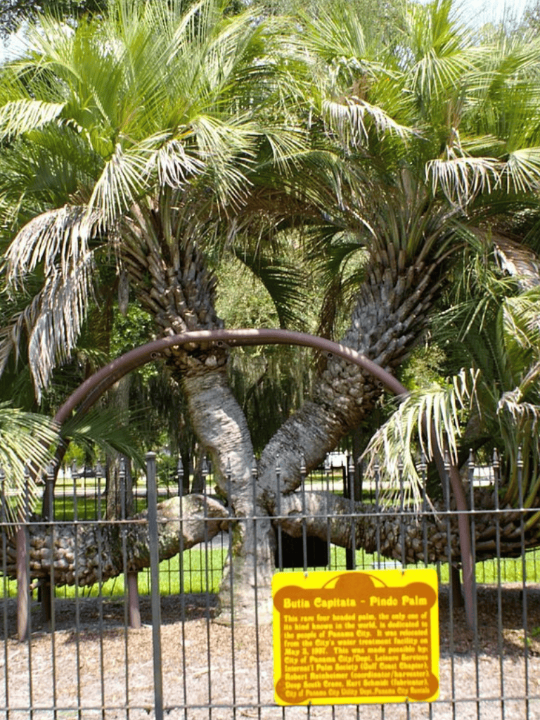 Large thriving Pindo Palm with multiple trunks and lush fronds, located in a scenic park setting.
