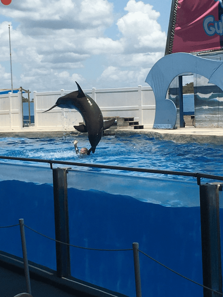 Dolphin jumping out of pool at Quest for Directions marine park.