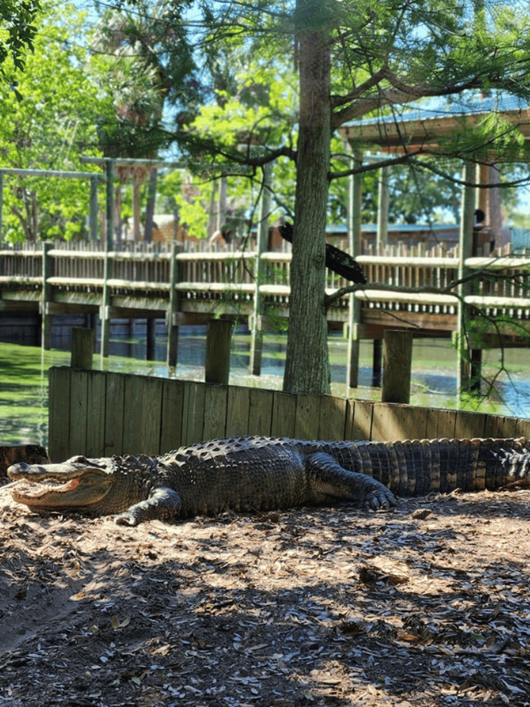 Alligator resting by the water at QuestForDirections wildlife sanctuary.