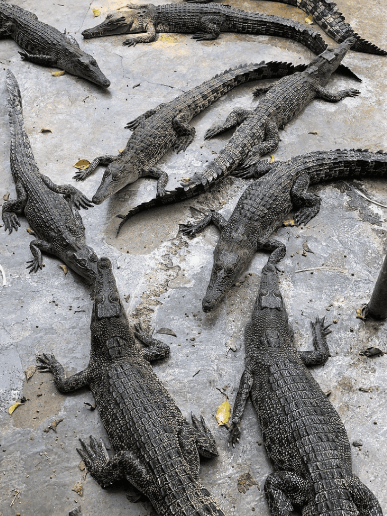 Alligator hatchlings basking on a concrete surface, great for wildlife conservation and nature exploration.