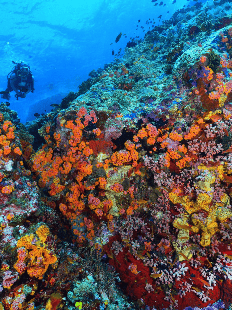 Vibrant coral reef ecosystem with colorful marine life and a scuba diver exploring underwater.