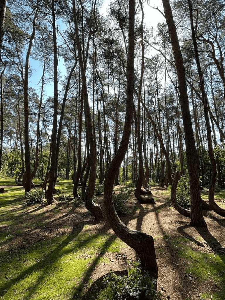 Twisted pine trees in a lush forest with sunlight casting long shadows on the ground.