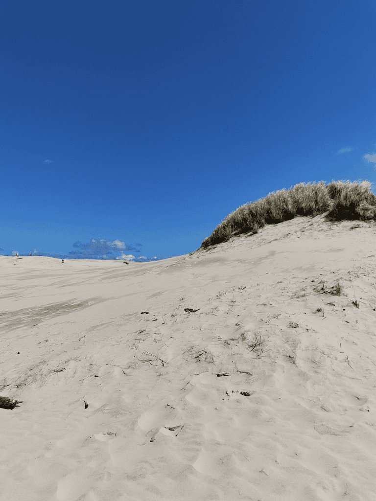 Soft sandy beach with dune grass under clear blue sky, ideal for beach walks and relaxation.