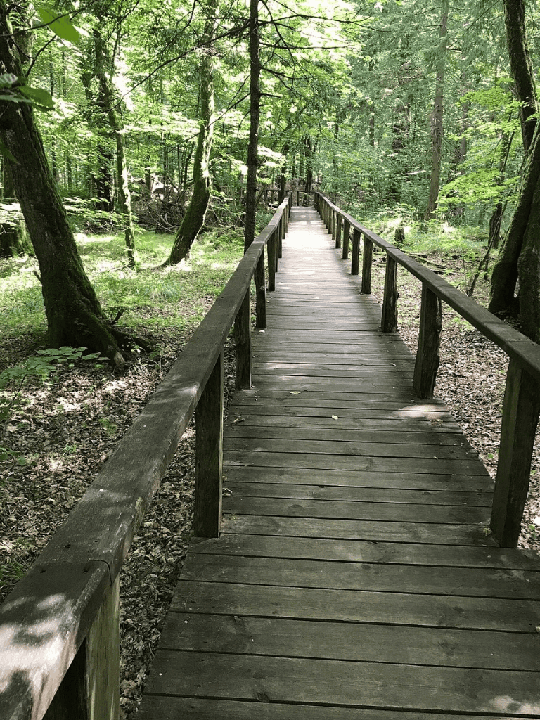 Serene forest trail with wooden walkway in lush green woods for outdoor exploration.