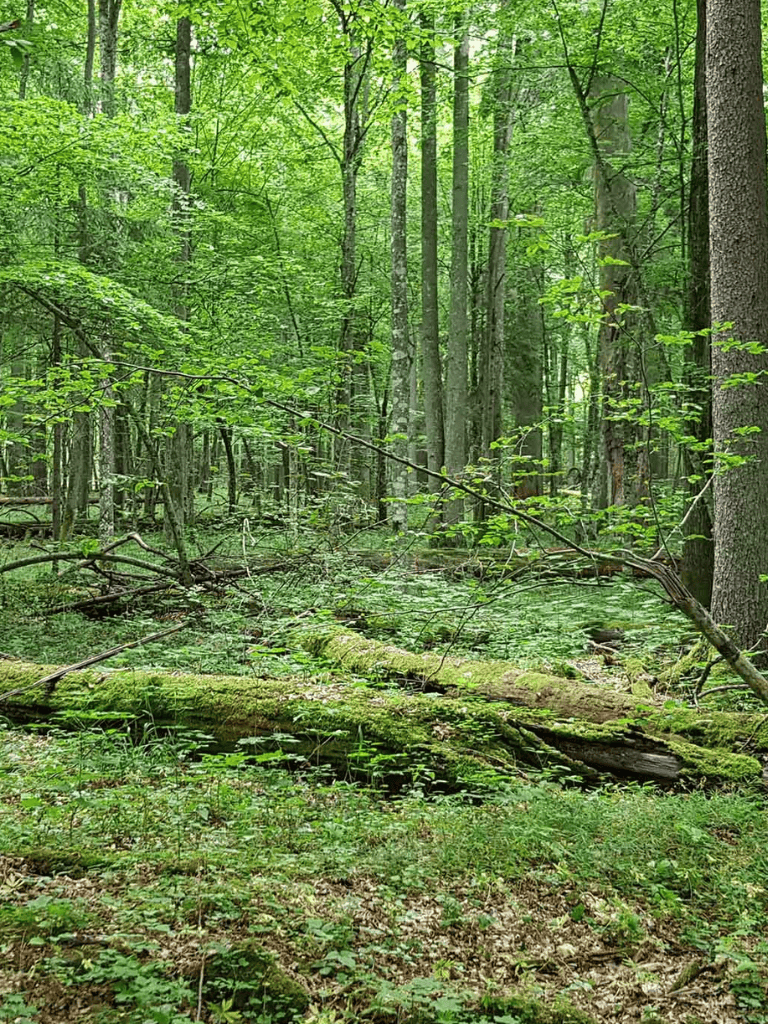 Lush green forest with tall trees and dense foliage, ideal for nature exploration and outdoor adventures.