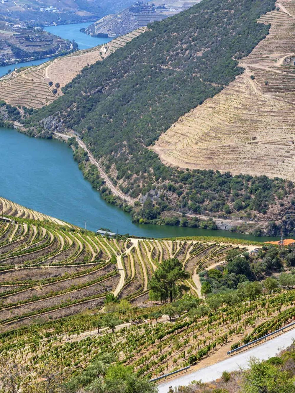 Vineyard terraced hillsides along Douro River in Portugal, scenic wine country landscape.