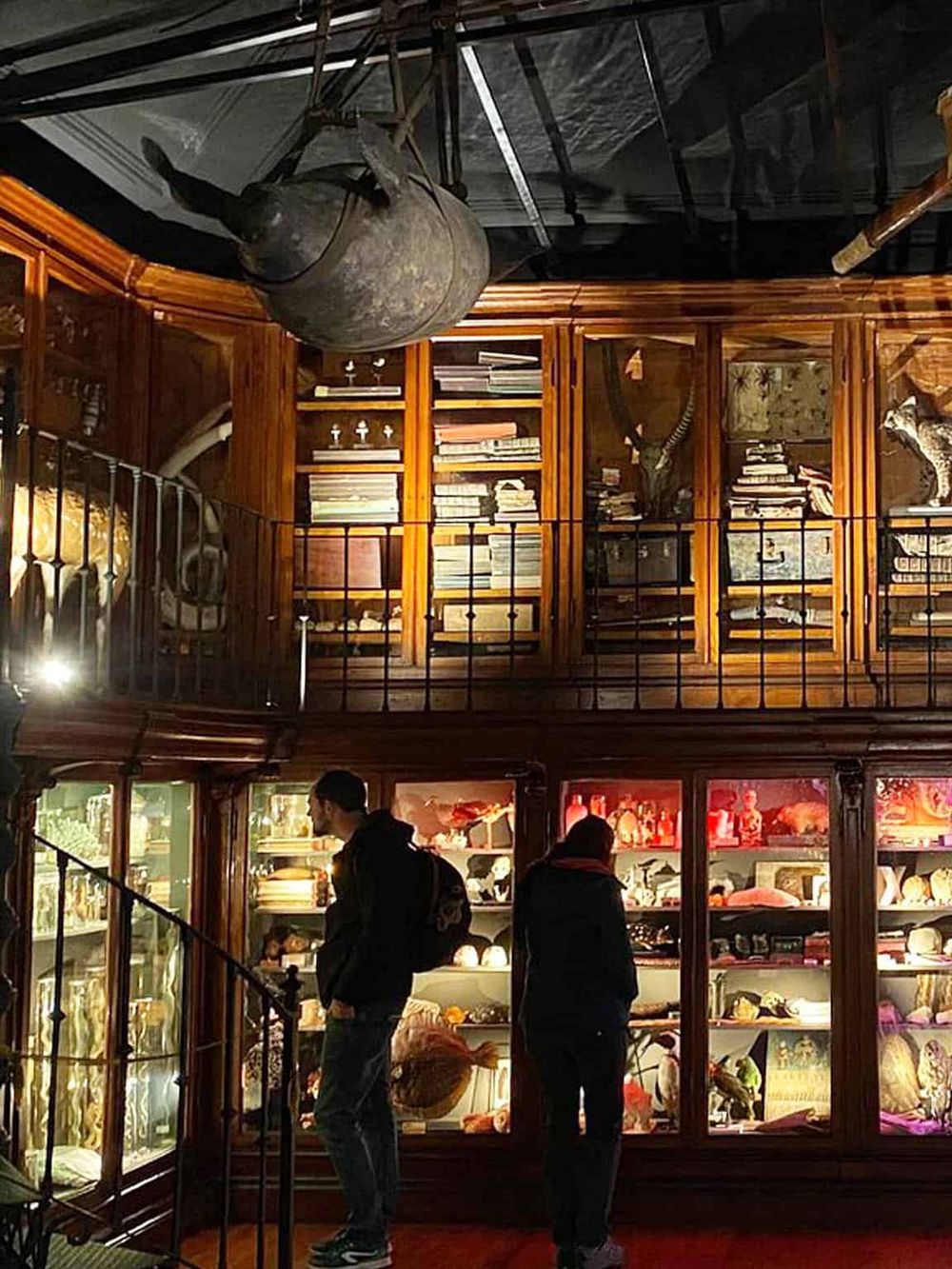 Intriguing museum exhibit with taxidermy animals and historic artifacts in a wooden display case.