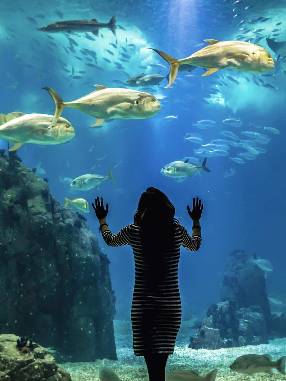 Colorful aquarium with large fish and a woman observing marine life.