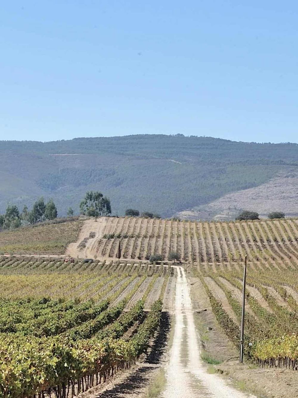 Vineyard landscape with rolling hills and clear blue sky, ideal for vineyard tours and wine tasting experiences.