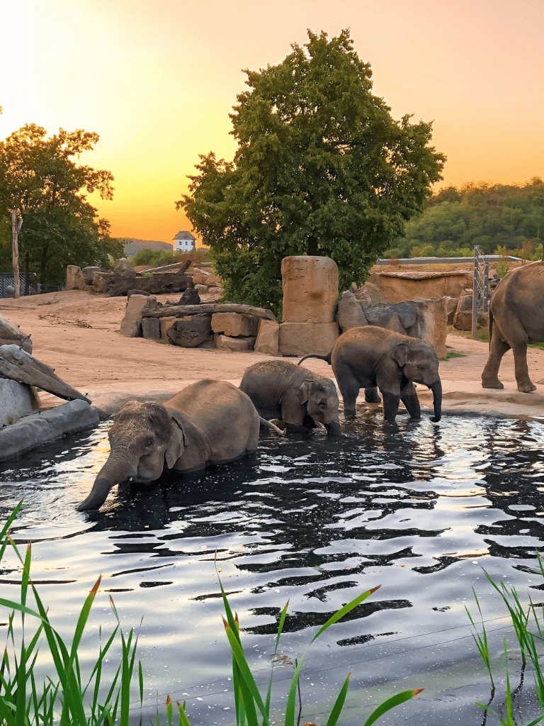 Tranquil elephant water play at sunset in a wildlife sanctuary.