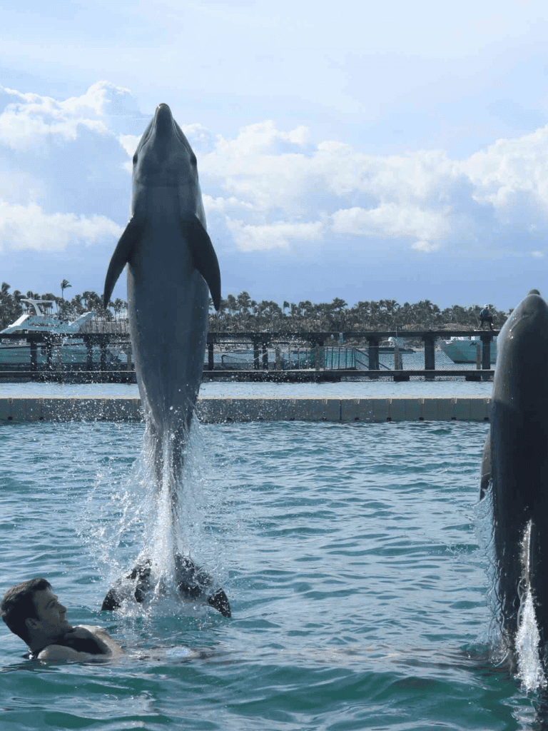 Dolphins jumping out of the water at a marina with boats and palm trees in the background.